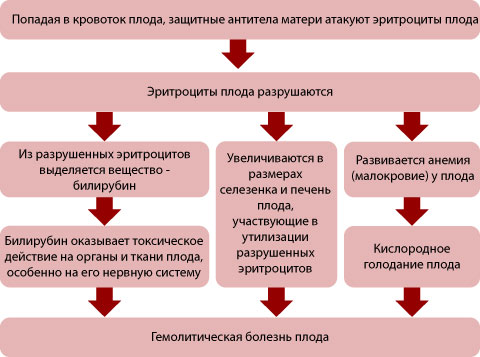 Доклад: Резус-конфликт между матерью и плодом