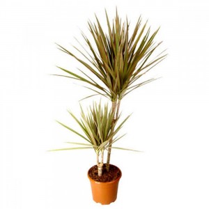 Dracaena-Marginata-Bicolor-2-17-85-1000x1000