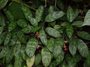 aglaonema