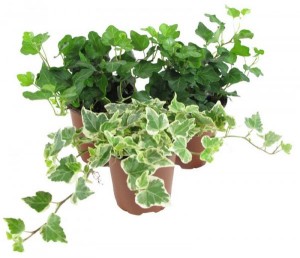 hedera