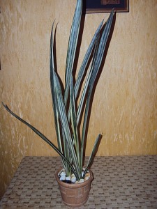 sanseveria