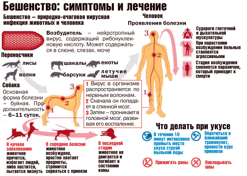 Как понять что животное бешеное. Смотреть фото Как понять что животное бешеное. Смотреть картинку Как понять что животное бешеное. Картинка про Как понять что животное бешеное. Фото Как понять что животное бешеное