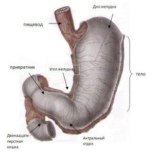 Гастрит с пониженной кислотностью: лечение, диета, диагностика