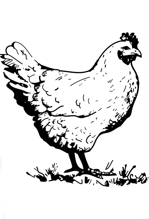 Басня «Скупой и курица»