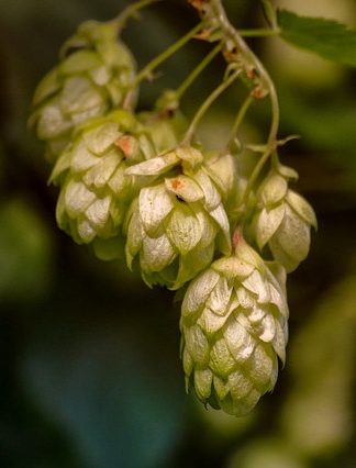 Басня «Хмель»