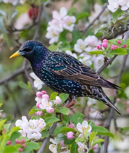 Басня «Скворец»