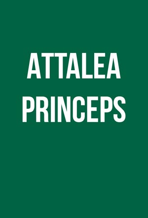 Attalea princeps Attalea princeps