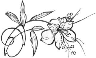 Лилии полевые 1 461 - Лилии полевые 1