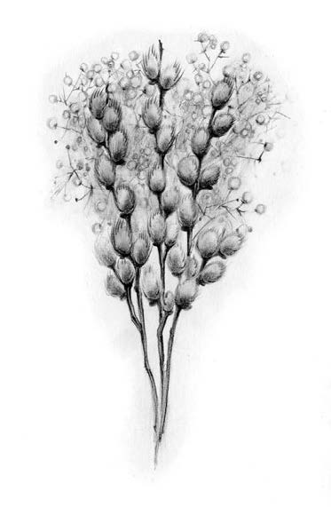 Лилии полевые 1 496 - Лилии полевые 1