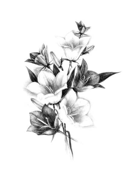 Лилии полевые 1 651 - Лилии полевые 1