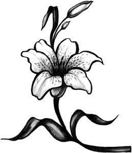 Лилии полевые 1 711 - Лилии полевые 1