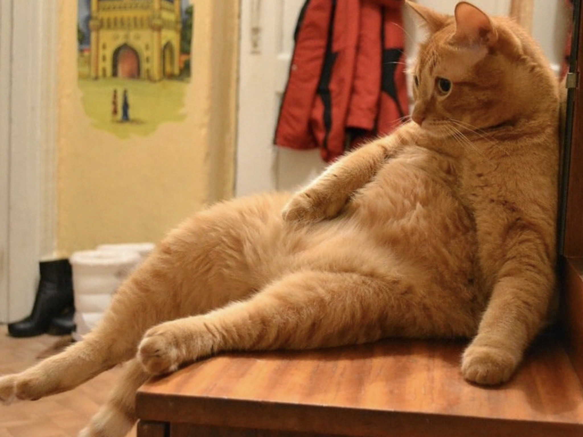 Красивые киски толстых. Толстый рыжий кот. Жирный кот. Толстый рыжий кот сидит.