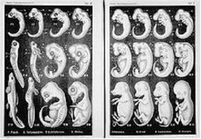 220px-Haeckel_Anthropogenie_1874.jpg