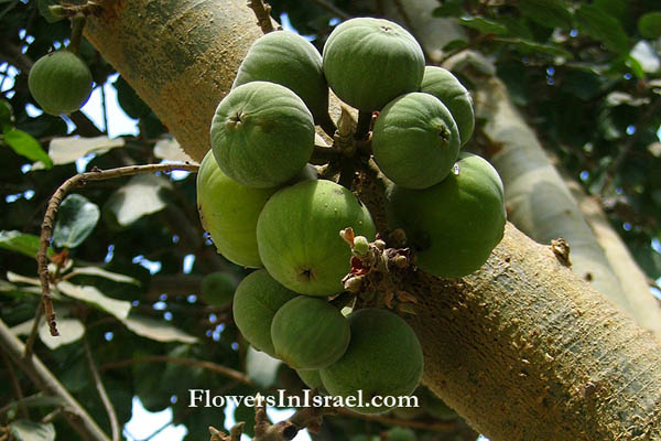 Ficus_sycomorus_flower2.jpg