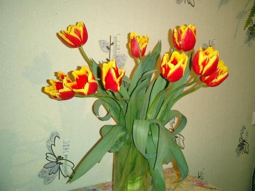 CIMG0041.jpg