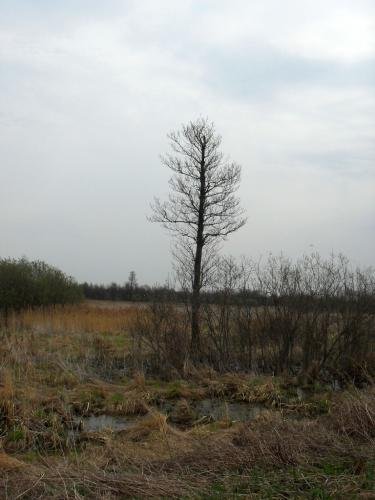 SDC12741.jpg