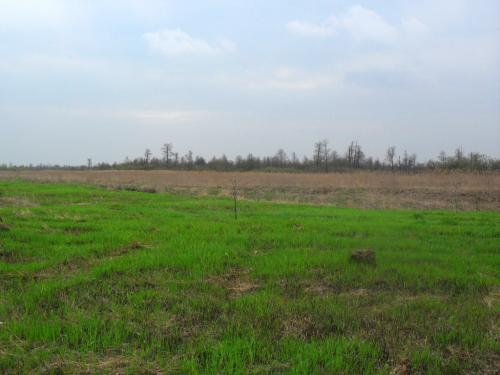 SDC12765.jpg