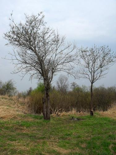 SDC12724.jpg