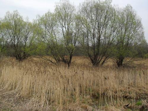 SDC12744.jpg