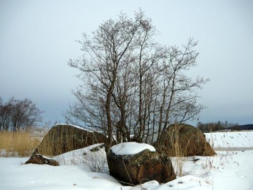 P1000390.jpg