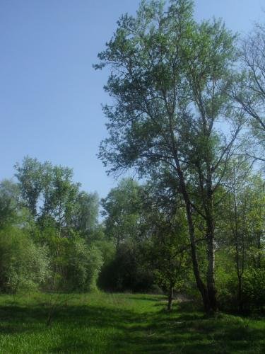 SDC13122.jpg