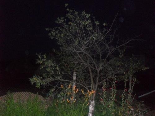 SDC15334.jpg