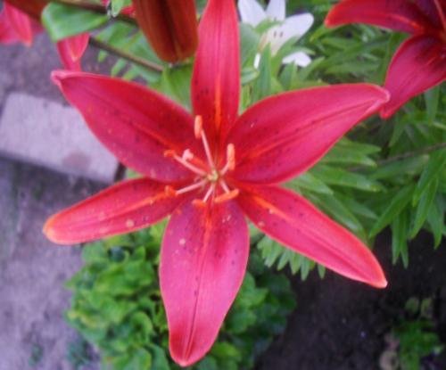 SDC15275.jpg
