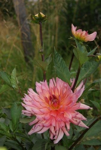 DSC00587.jpg