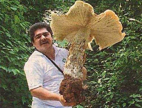 facts_mushrooms03.jpg