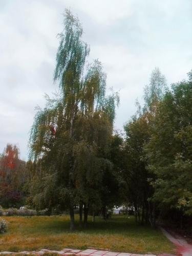 SDC16767.jpg