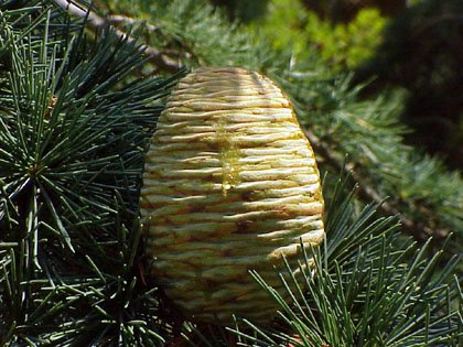 cedrus_libani_cone.jpg