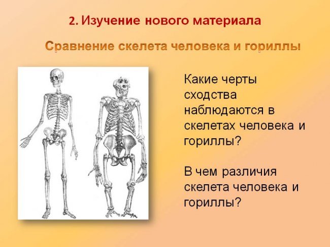 Таблица сравнительная характеристика скелета человека и гориллы Эволюция. Факты. Страница 12 Православный форум АЗБУКА ВЕРЫ