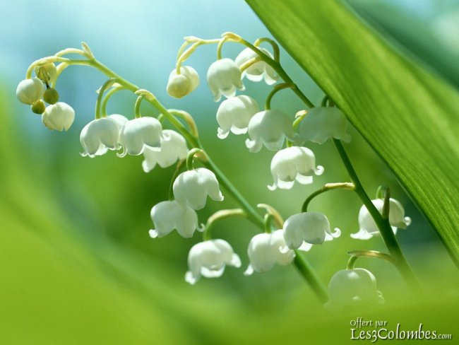 lily_of_the_valley.jpg