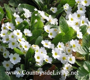 Primula_Gigha.jpg