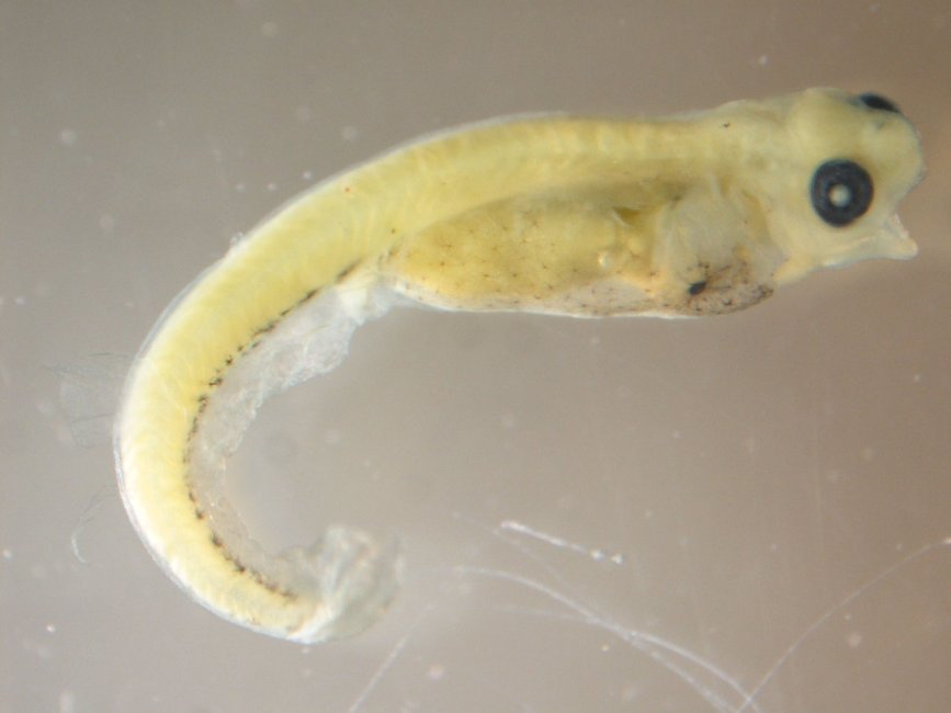Walleye_larva_(8741578944).jpg