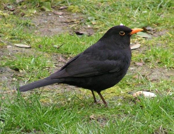 Kos_Turdus_merulaRB.jpg