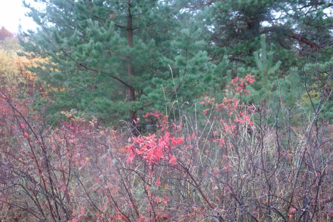 DSC02810.JPG