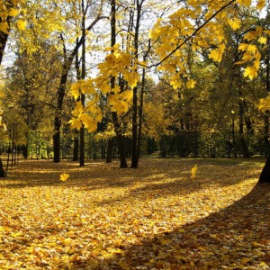 падают листья