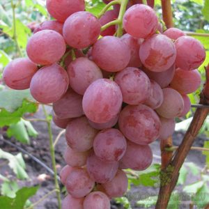 лучшие сорта винограда для средней полосы