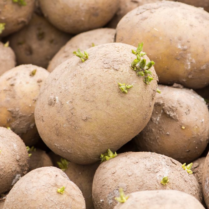 Семенной картофель отечественной селекции будут выращивать в Чувашии