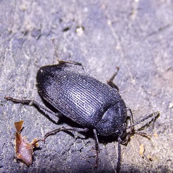 Вечная борьба: неукротимые насекомые