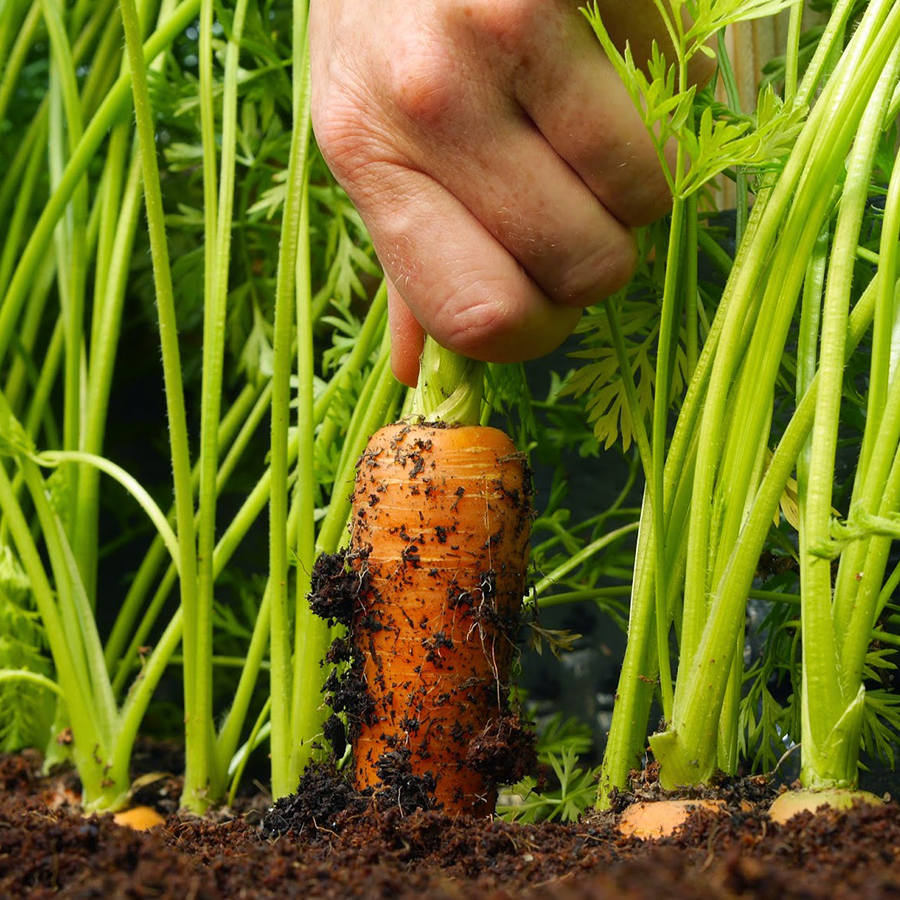 Морковь на грядке. Морковь в огороде. Огород с морковкой. Прореживание овощей.