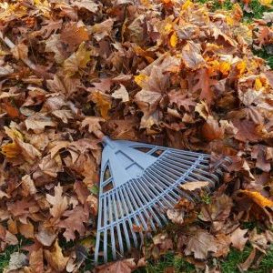 Ещё 7 осенних ошибок в саду, причиняющих вред многолетникам