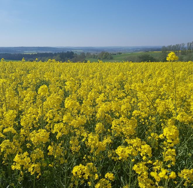 День независимости рапса от импорта
