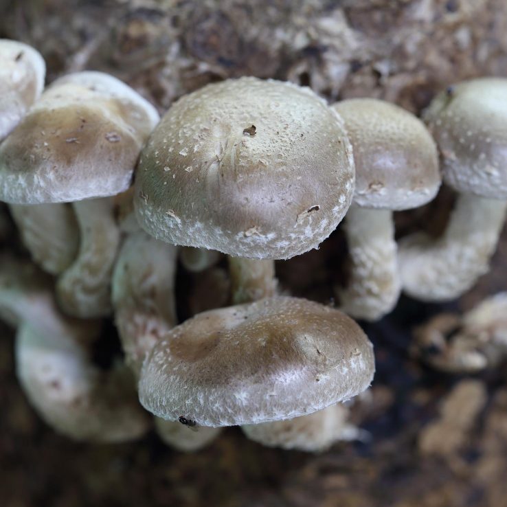 Какие грибы выращивают