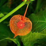 bobule physalis