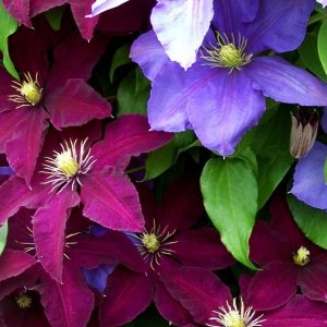 Выращивание клематисов