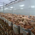 шиитаке на опилках