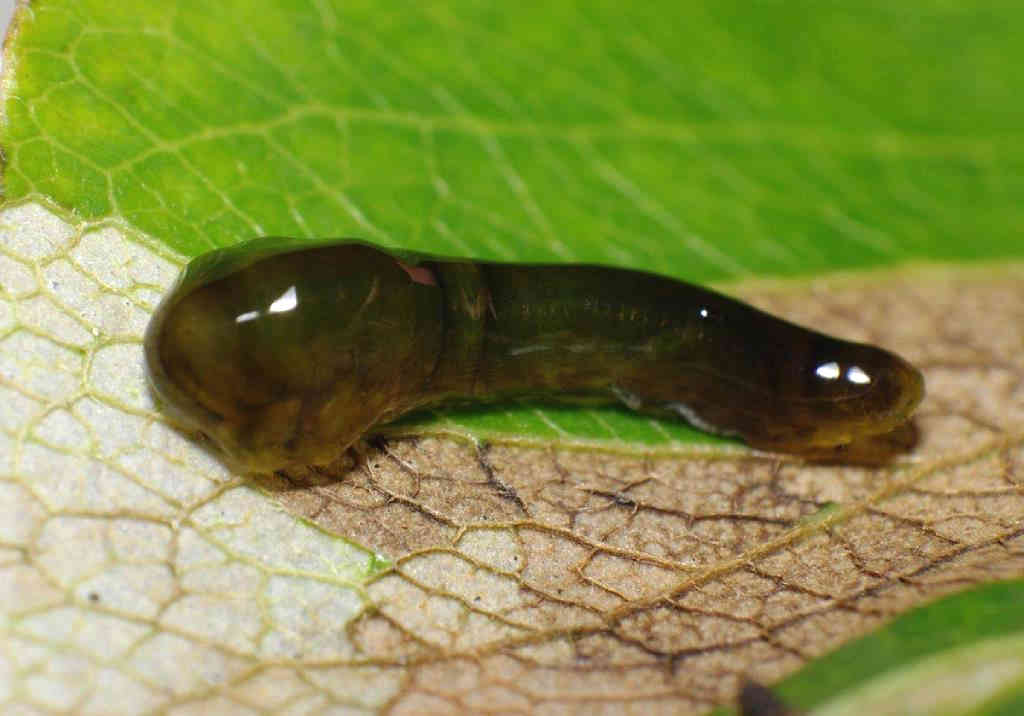 Cherry slimy sawfly