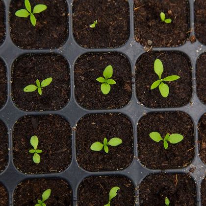 Февраль: готовимся к посевной